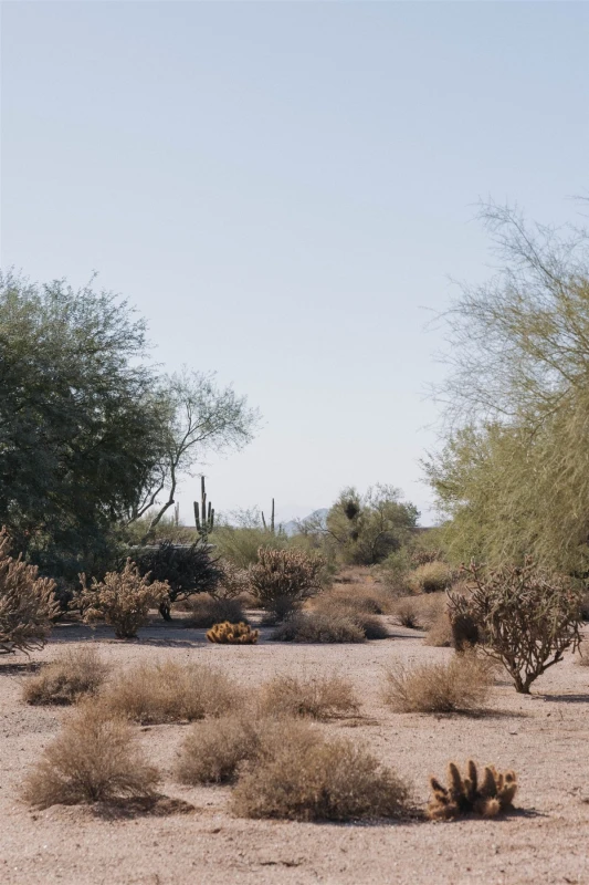 A Desert Wedding for Lexi and Niko
